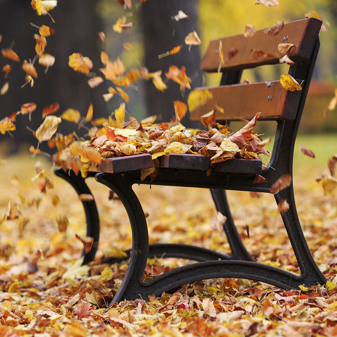 Akustik Newsletter - Hörgeräte im Herbst_1180x1180_3