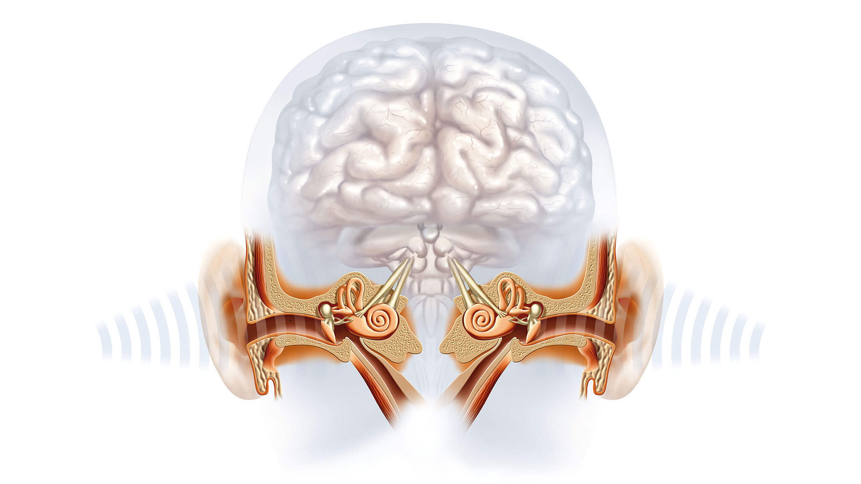 Gehoer_Funktion_Aufbau_Magazin_2880x1620