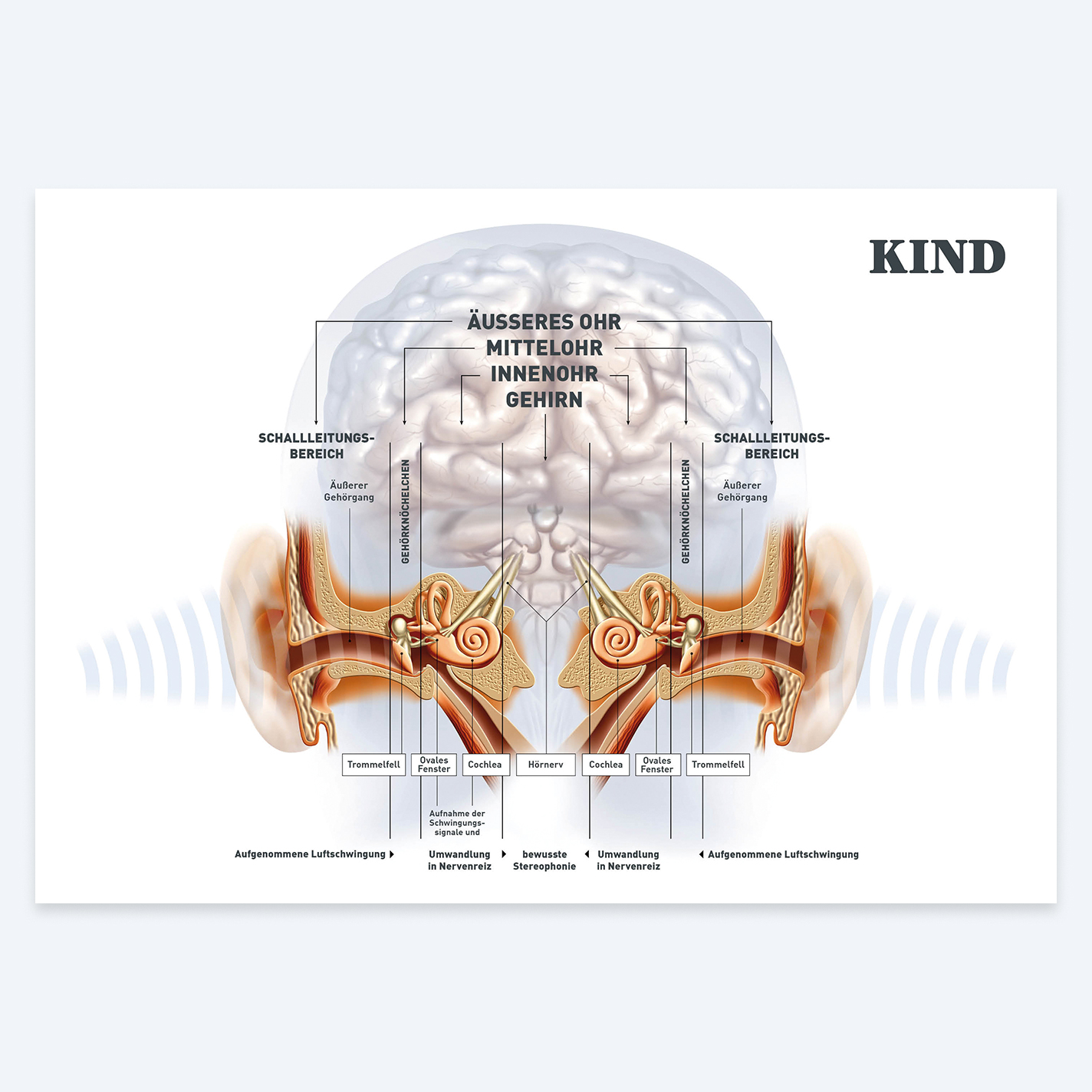 HNO_Landingpage_Poster_Binauraler_Hoervorgang_07-2026_1x1