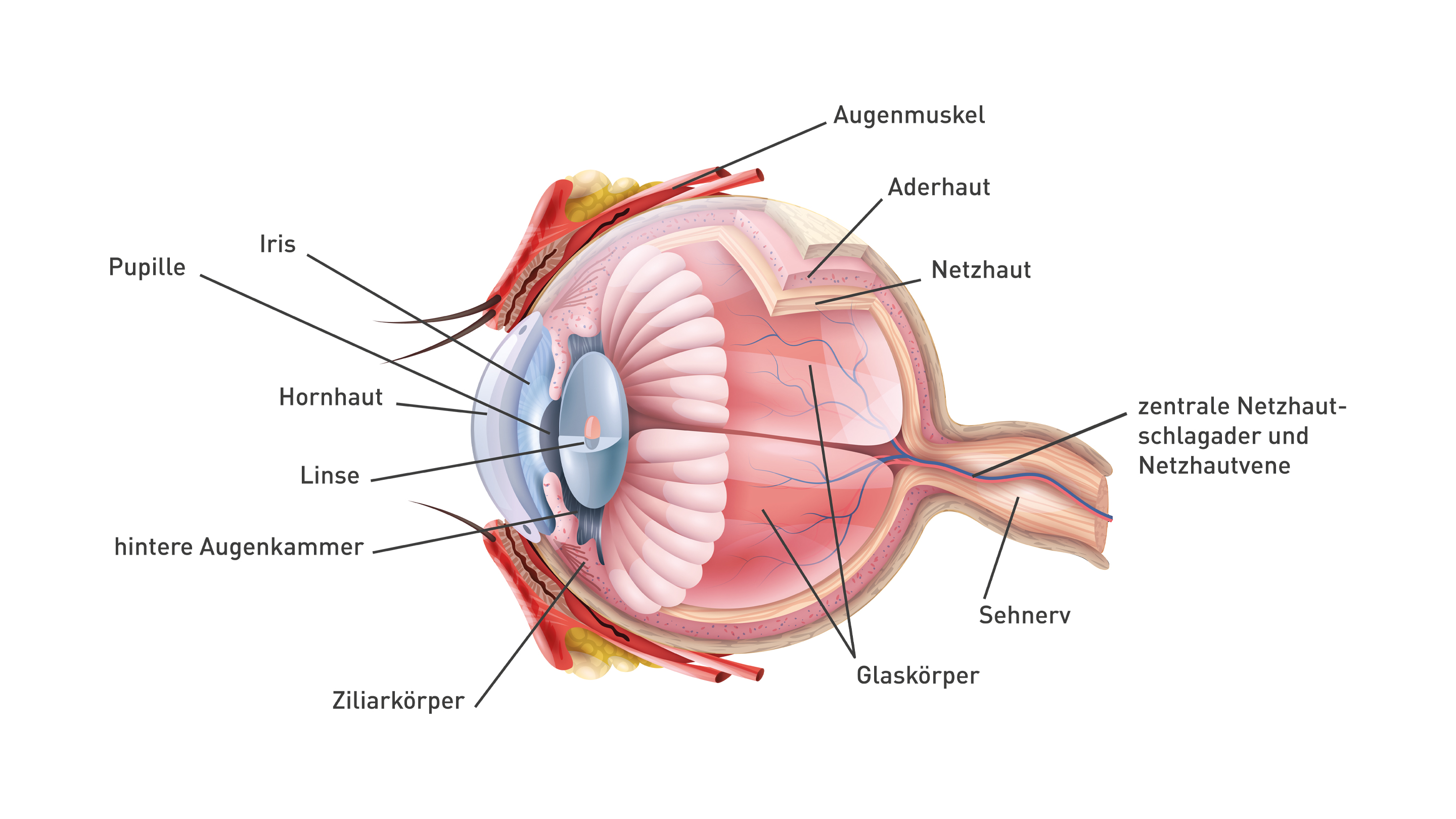 Magazinartikel-aufbau_des_auges-zeichnung_2880x1620
