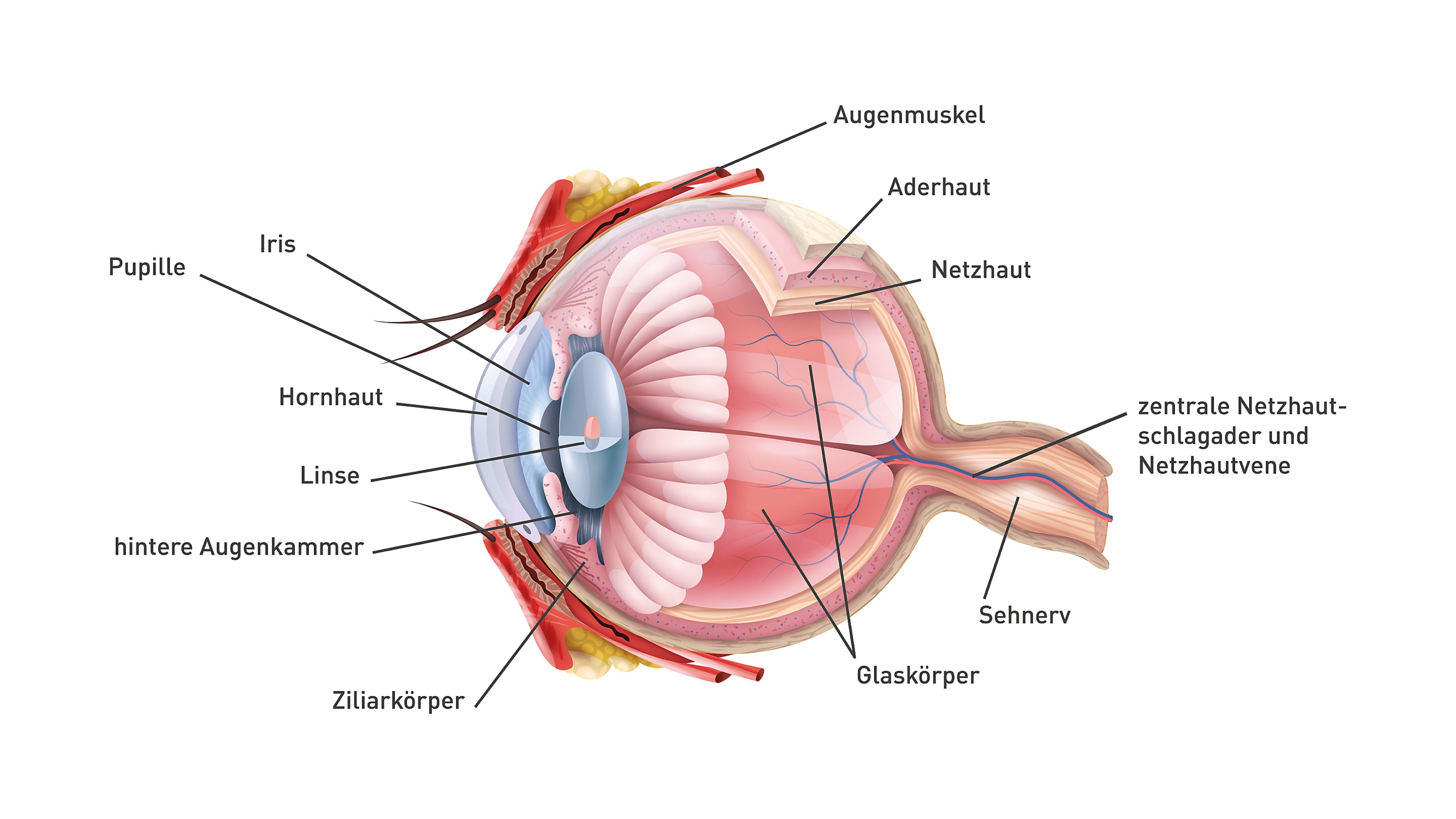 Wie funktioniert das Auge?